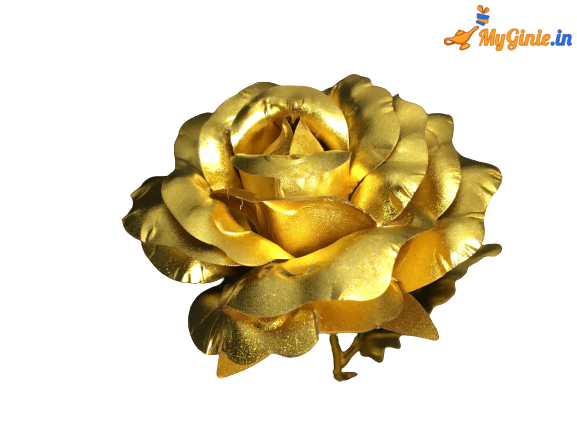 IMG_8958-removebg-preview