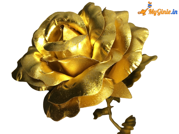 IMG_8959-removebg-preview