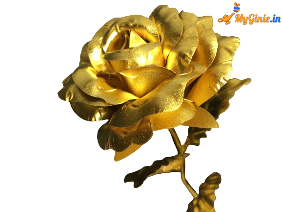 IMG_8960-removebg-preview