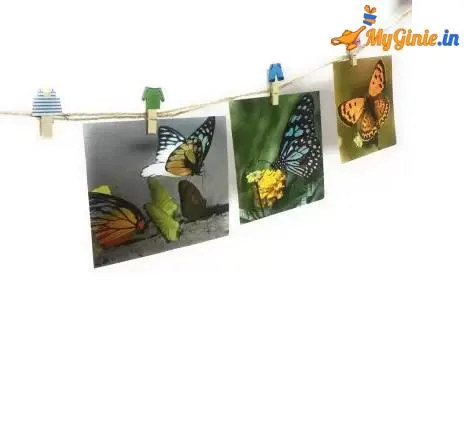 WhatsApp Image 2024-01-24 at 12.41.38 PM